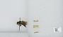 Bombus sp.