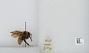 Bombus sp.