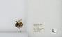 Bombus sp.