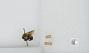 Bombus sp.