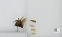 Bombus sp.