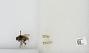 Bombus sp.