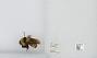 Bombus sp.