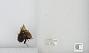 Bombus sp.