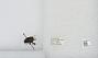 Bombus sp.