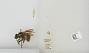 Bombus sp.
