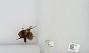 Bombus sp.