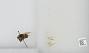 Bombus sp.