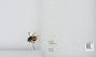 Bombus sp.