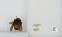 Bombus sp.