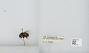Bombus sp.