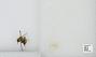 Bombus sp.