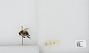 Bombus sp.