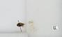 Bombus sp.