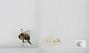Bombus sp.