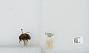 Bombus sp.