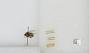 Bombus sp.