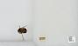 Bombus sp.