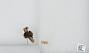 Bombus sp.