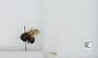 Bombus sp.