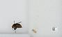 Bombus sp.