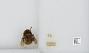 Bombus sp.