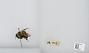 Bombus sp.