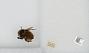 Bombus sp.