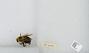 Bombus sp.
