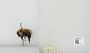 Bombus sp.