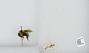Bombus sp.