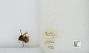 Bombus sp.