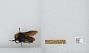 Bombus sp.