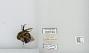 Bombus sp.