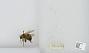Bombus sp.