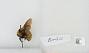 Bombus sp.