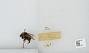 Bombus sp.