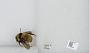 Bombus sp.
