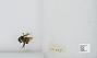 Bombus sp.