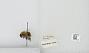 Bombus sp.