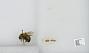 Bombus sp.