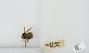 Bombus sp.