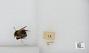 Bombus sp.