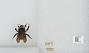 Bombus sp.