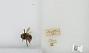 Bombus sp.