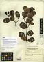 Bonyunia aquatica Ducke