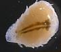 Bopyridae