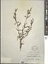 Boronia ledifolia (Vent.) DC.