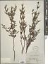 Boronia ledifolia (Vent.) DC.
