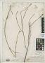 Borreria squamosa C. Wright in Griseb.